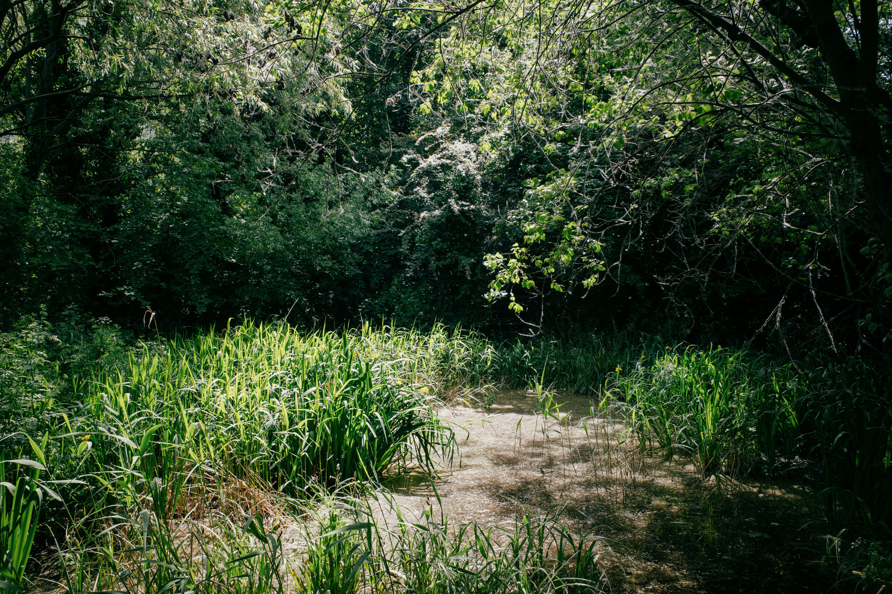 Back lit reeds in a dusty pond, covered in pollen from the trees that surround the pool