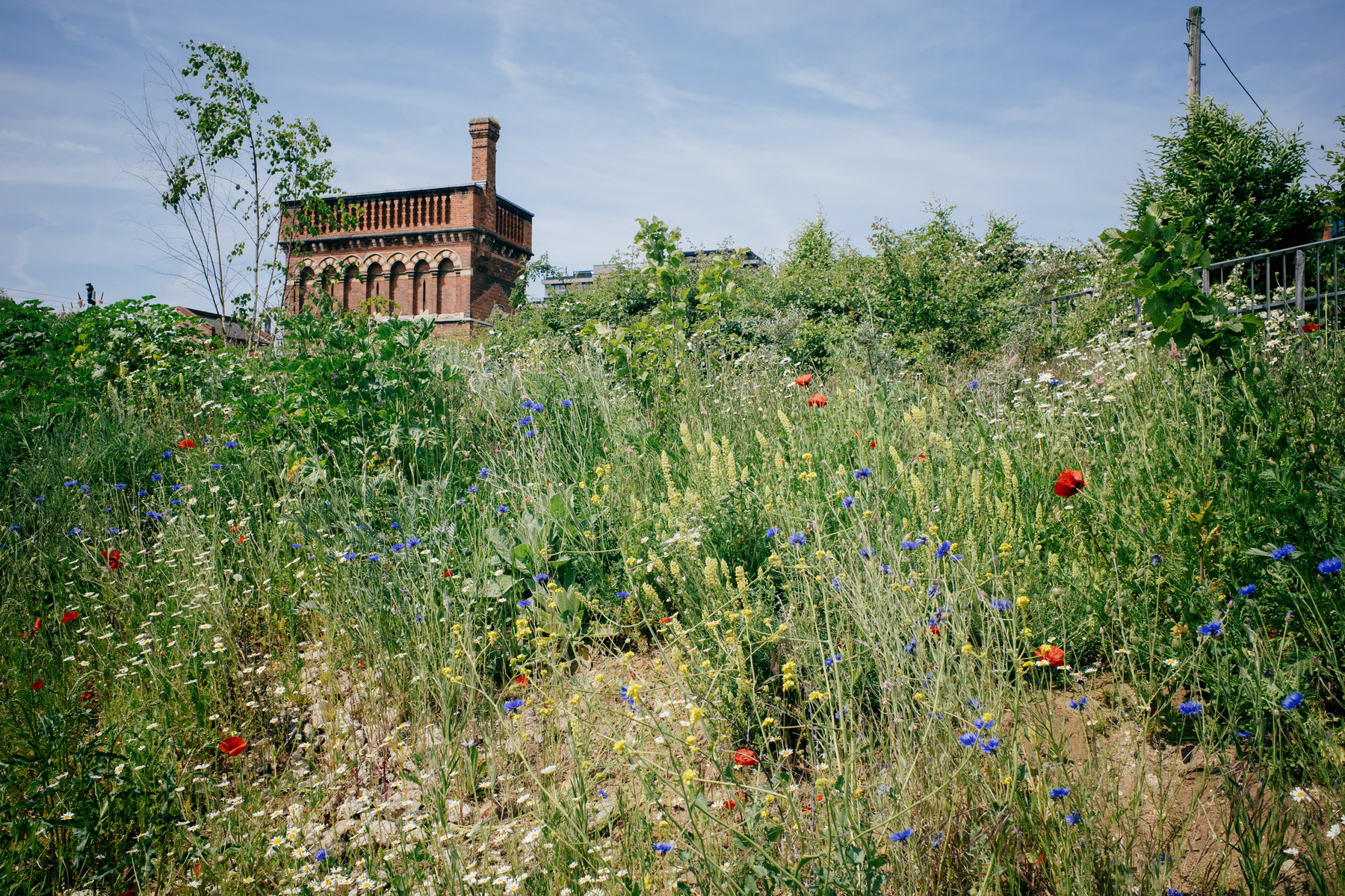 view up a grassy bank covered in wildflowers. A red brick Victorian industrial building can be seen above the horizon created by the bank in the top left of the image