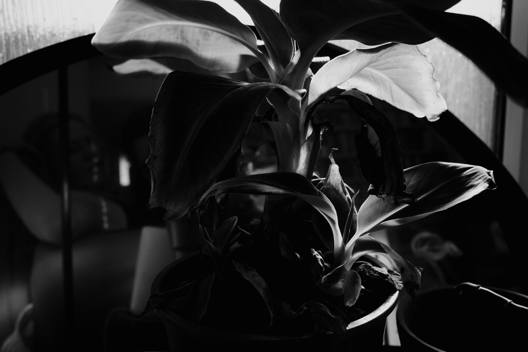 black and white picture of a plant next to a window. Most of the plant is dark and two leaves are lit up. There is a round mirror in the background