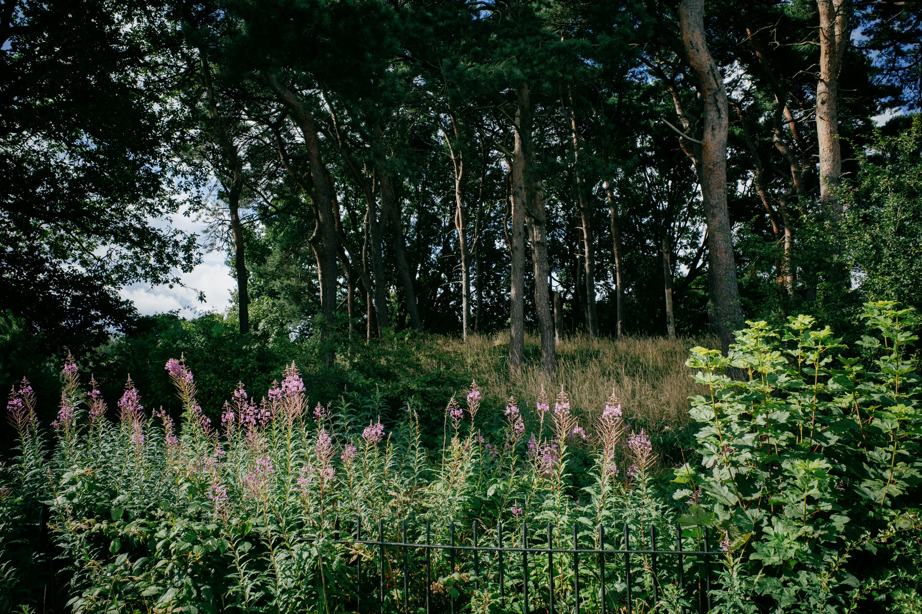 A row of tall plants with purple flowers run along a black fence in the foreground. Behind the fence there is a stand of pines trees on a small rise which are blocking the view of the sky.