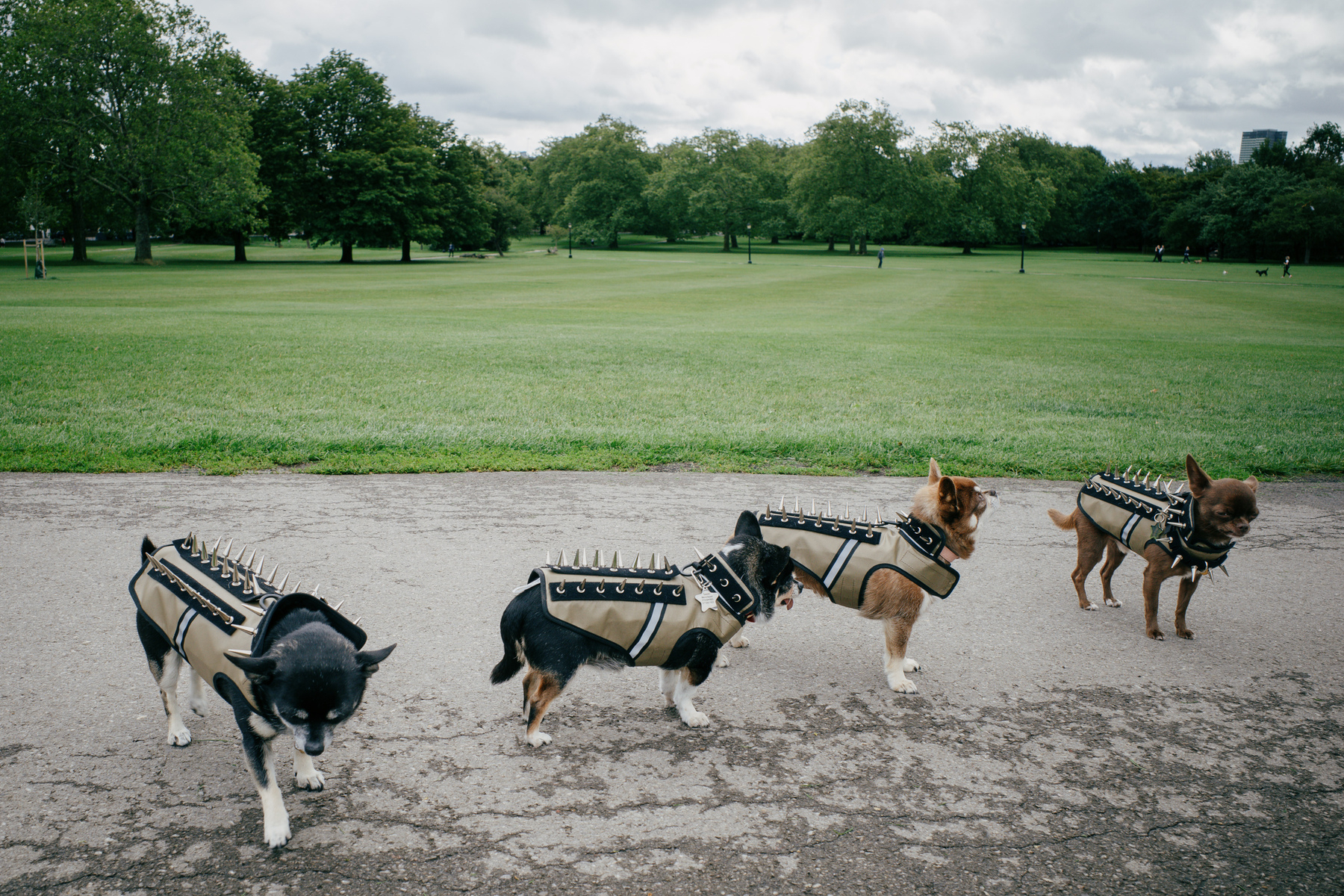 four chihuahuas wearing jackets studded with metal spikes standing on a path in Primrose Hill