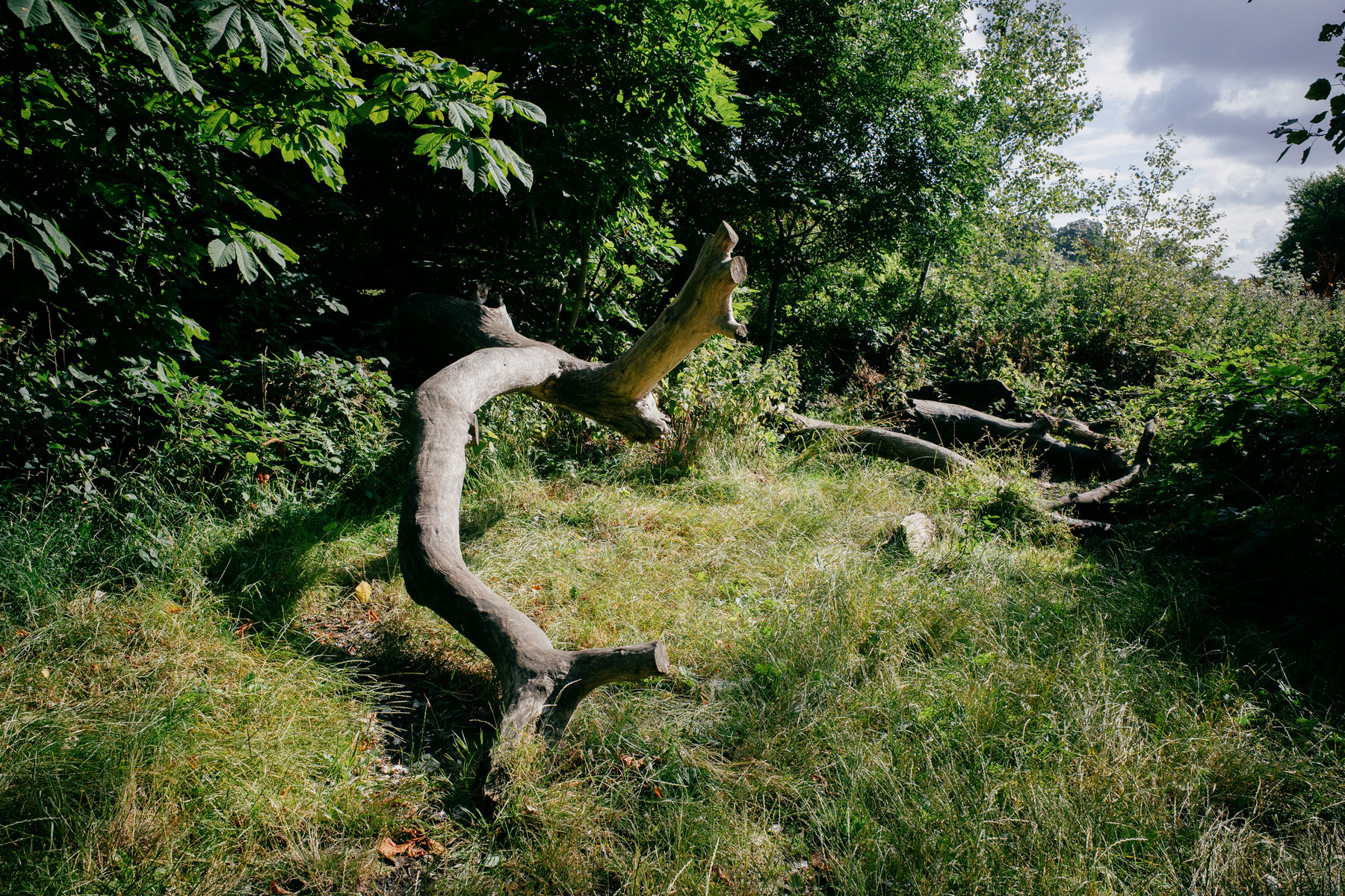 A fallen tree branch in front of the tree line on Parliament Hill, London