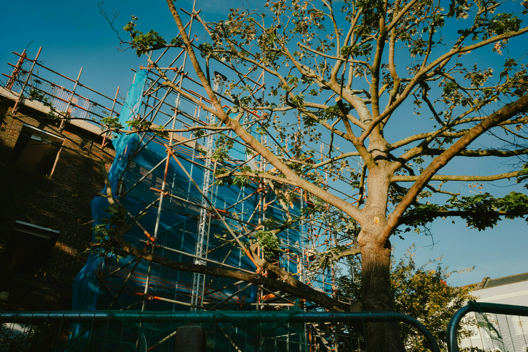 Looking across the top of a construction fence towards the bare branches of a pollarded tree on the right of frame, which almost touch the red tipped ends of the scaffolding structure, wrapped with blue netting, that abuts the end of a London local authority housing block on the left of frame. The sky behind is clear and blue. 