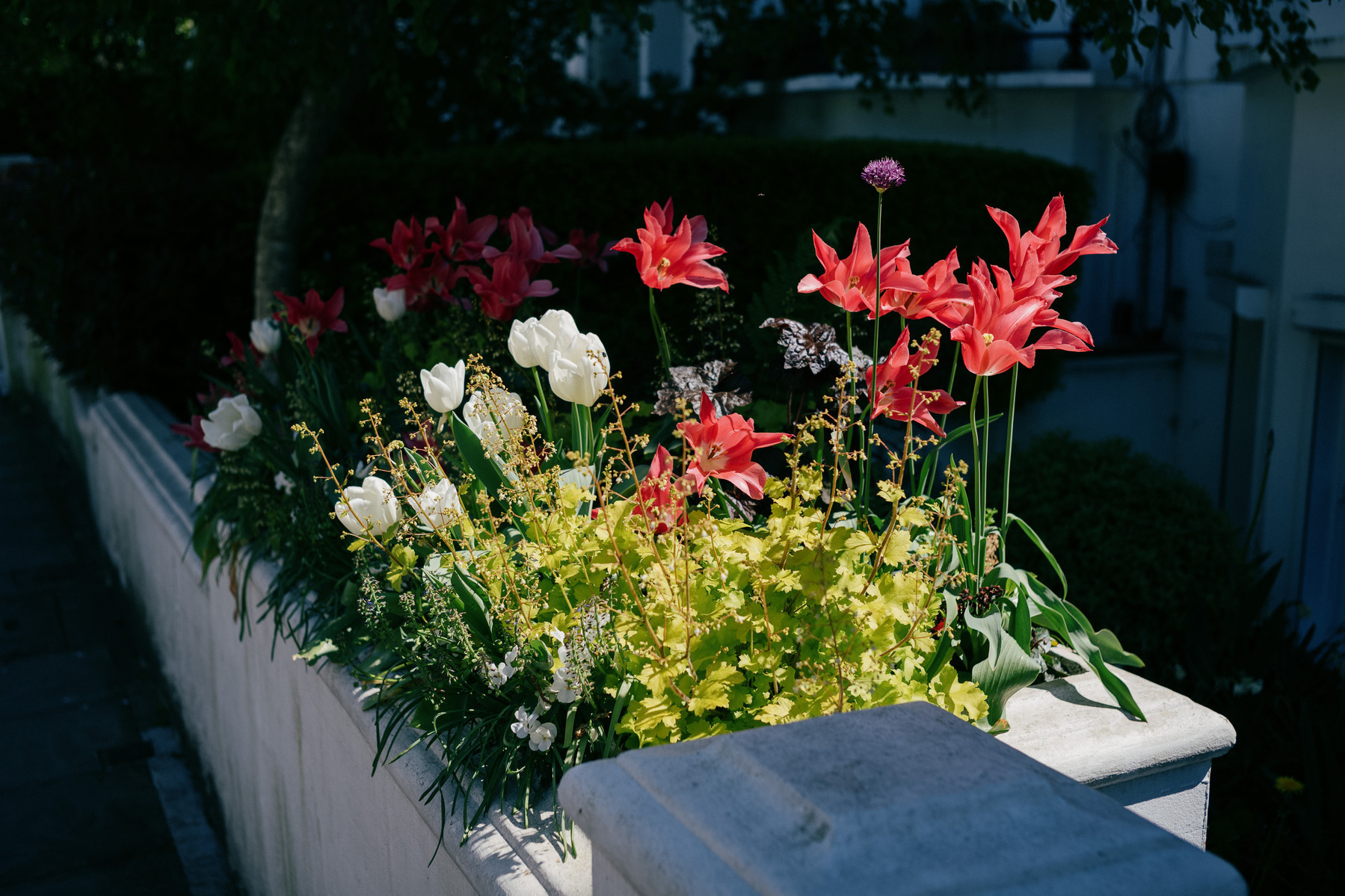 Red and white flowers on a low white wall. The background is in shadow, and the flowers are illuminated by a shard of sunlight