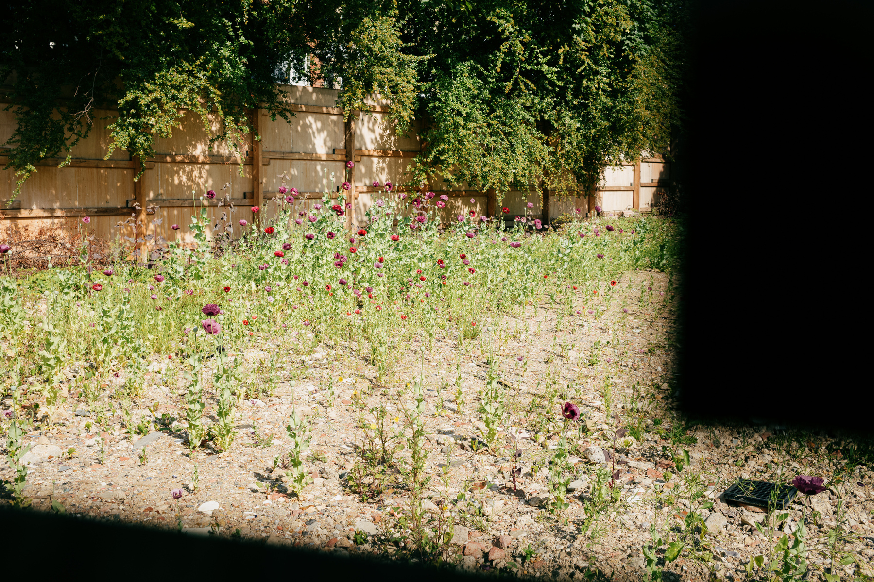Poppies growing on a brownfield site. Black shadows block out the bottom of frame and top right due to obstructions