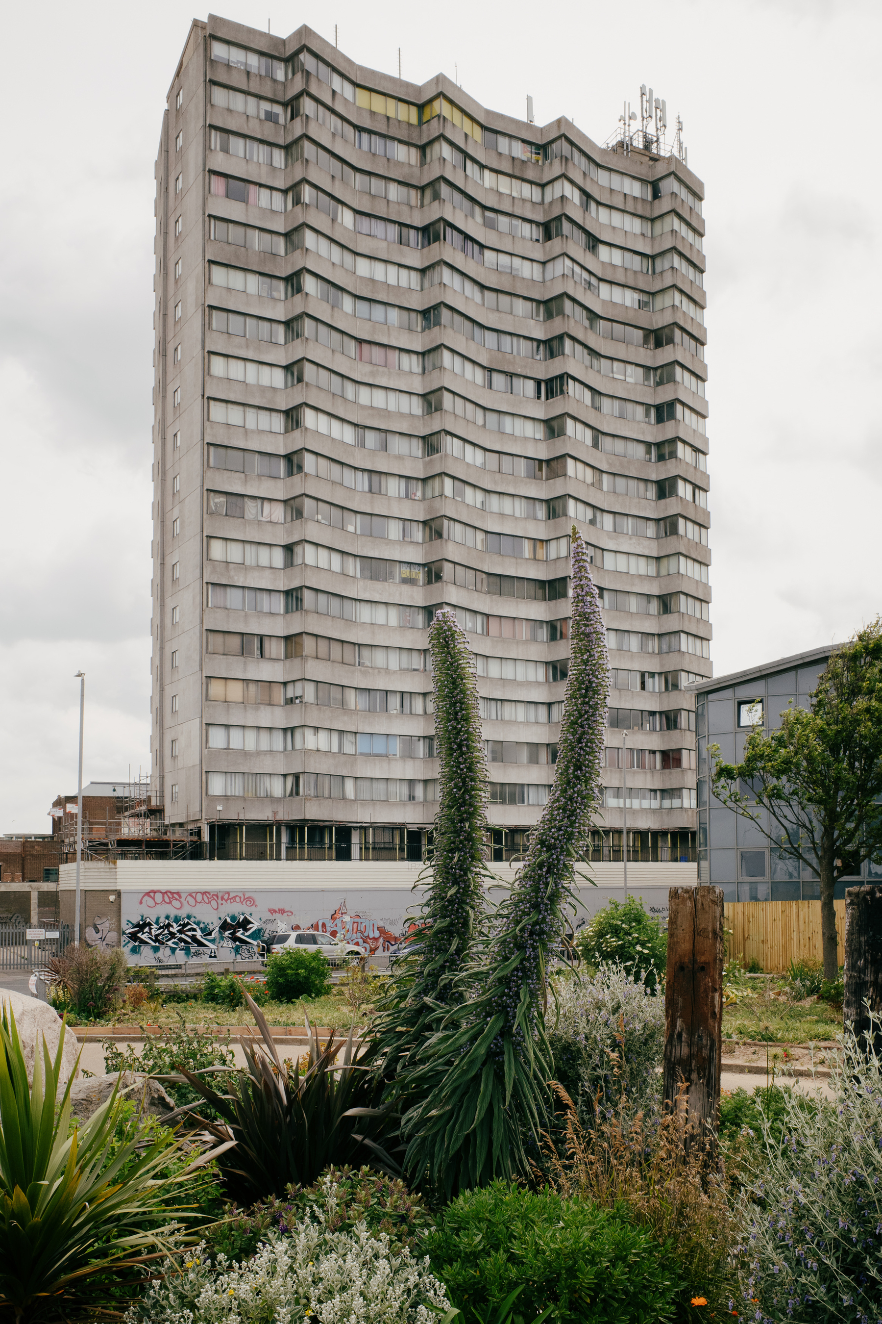 Tall ornamental flowering plants in front of a large dilapidated tower block. It's the view as you walk from Margate station towards the sea front.