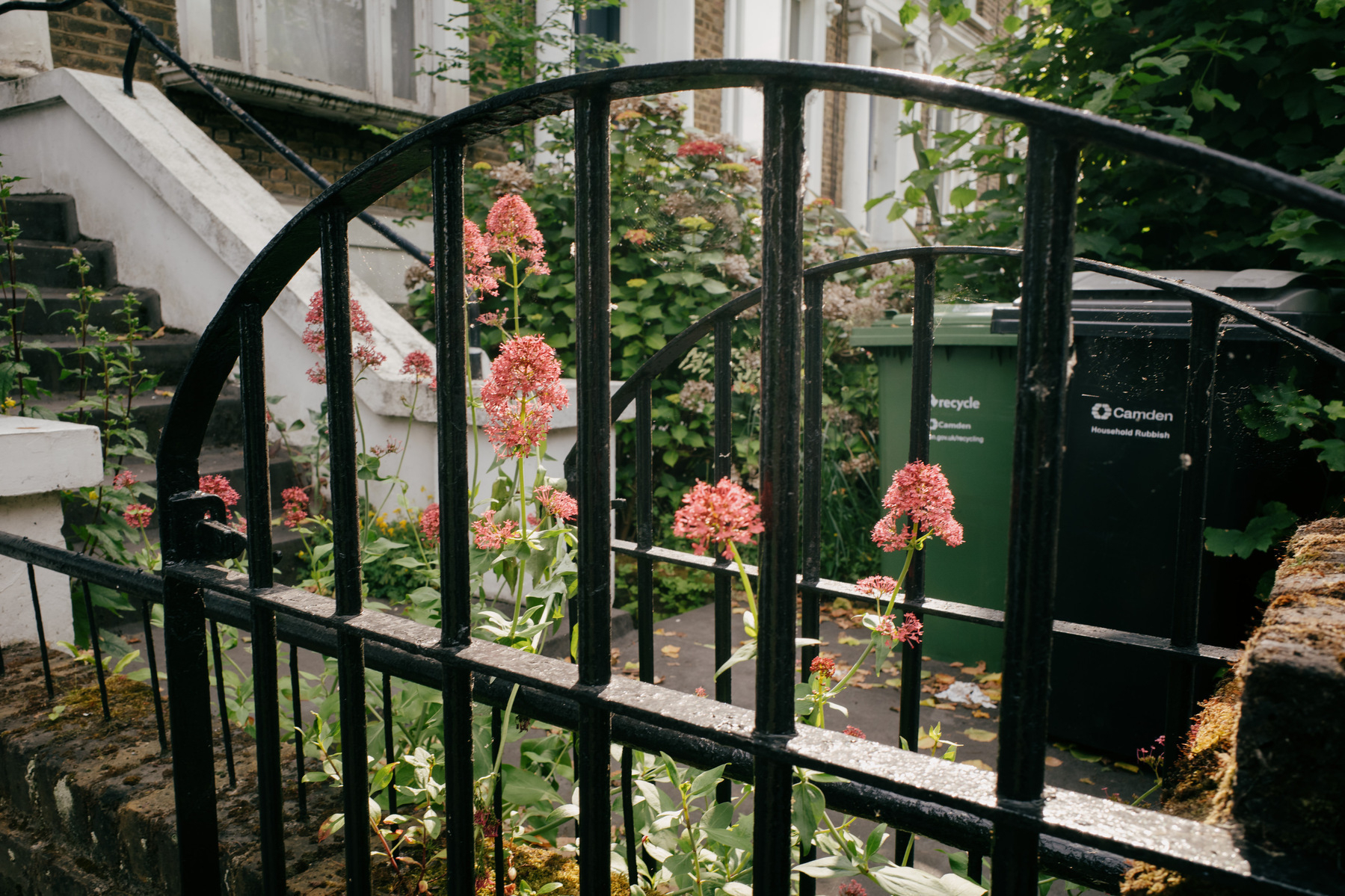 Pink flowers between two black metal gates.