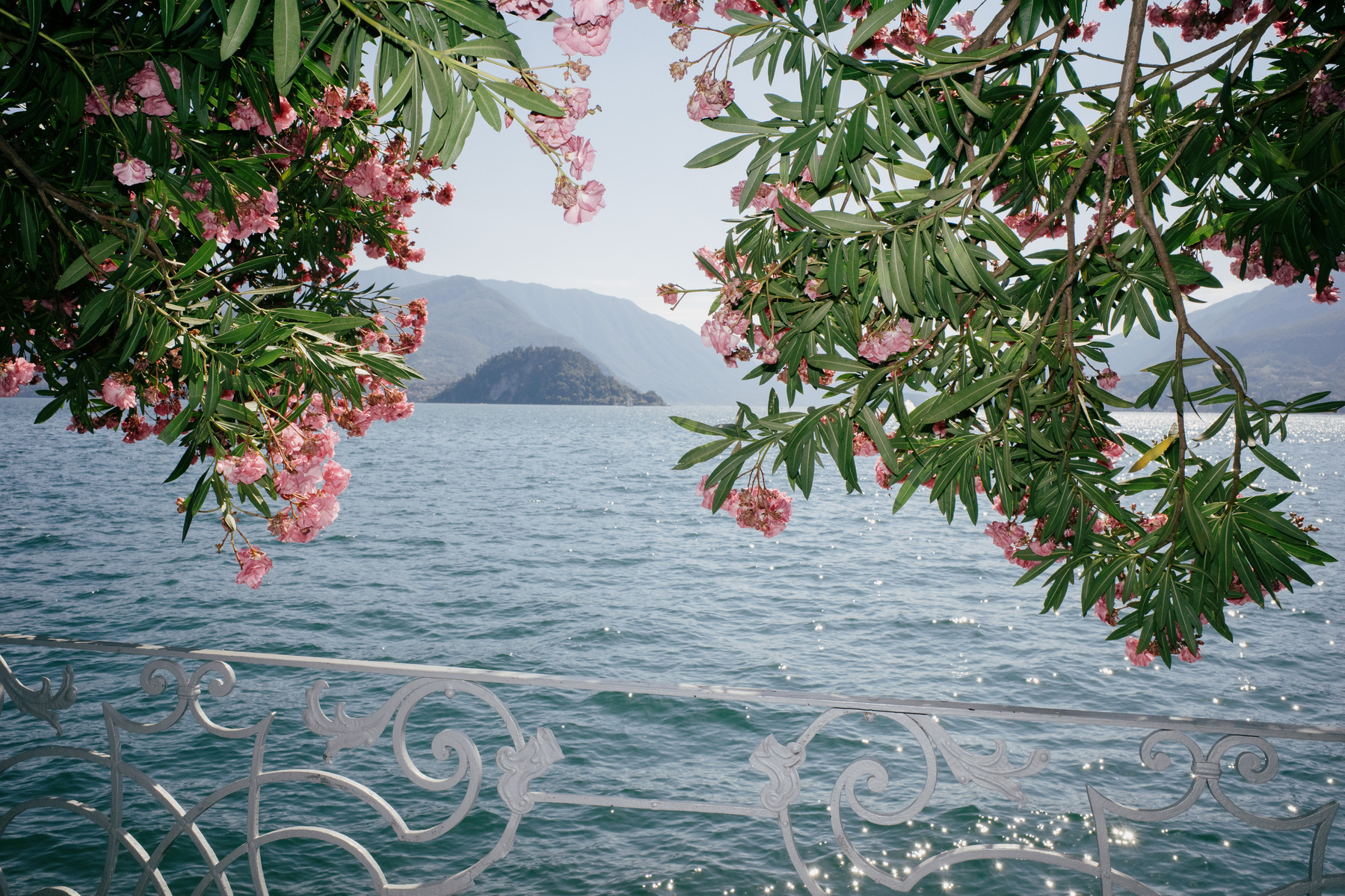 Lake Como looking through pink overhanging flowers seen from Villa Monastero
